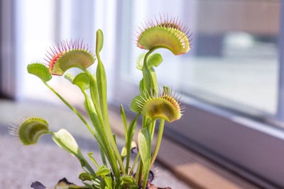 Small Garden - Venus Fly Trap - 10 Seeds