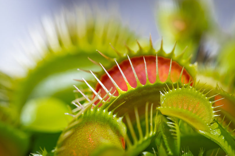 Small Garden - Venus Fly Trap - 10 Seeds