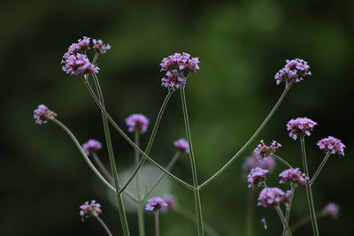 Purpletop Vervain - 0,4g