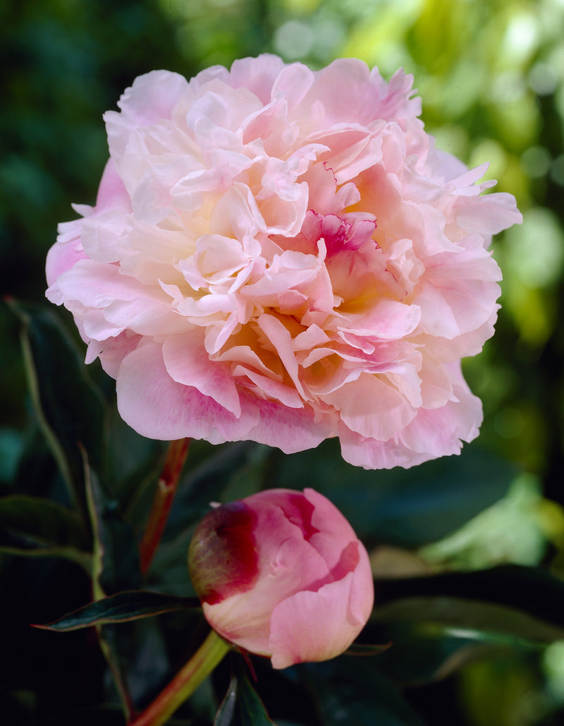 Peony - Lady Alexandra Duff - 3/5 eyes