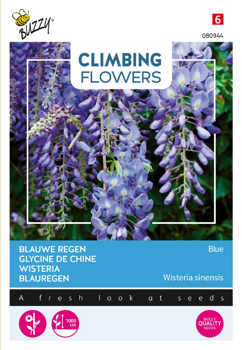 Wisteria - Blue - 5 Seeds