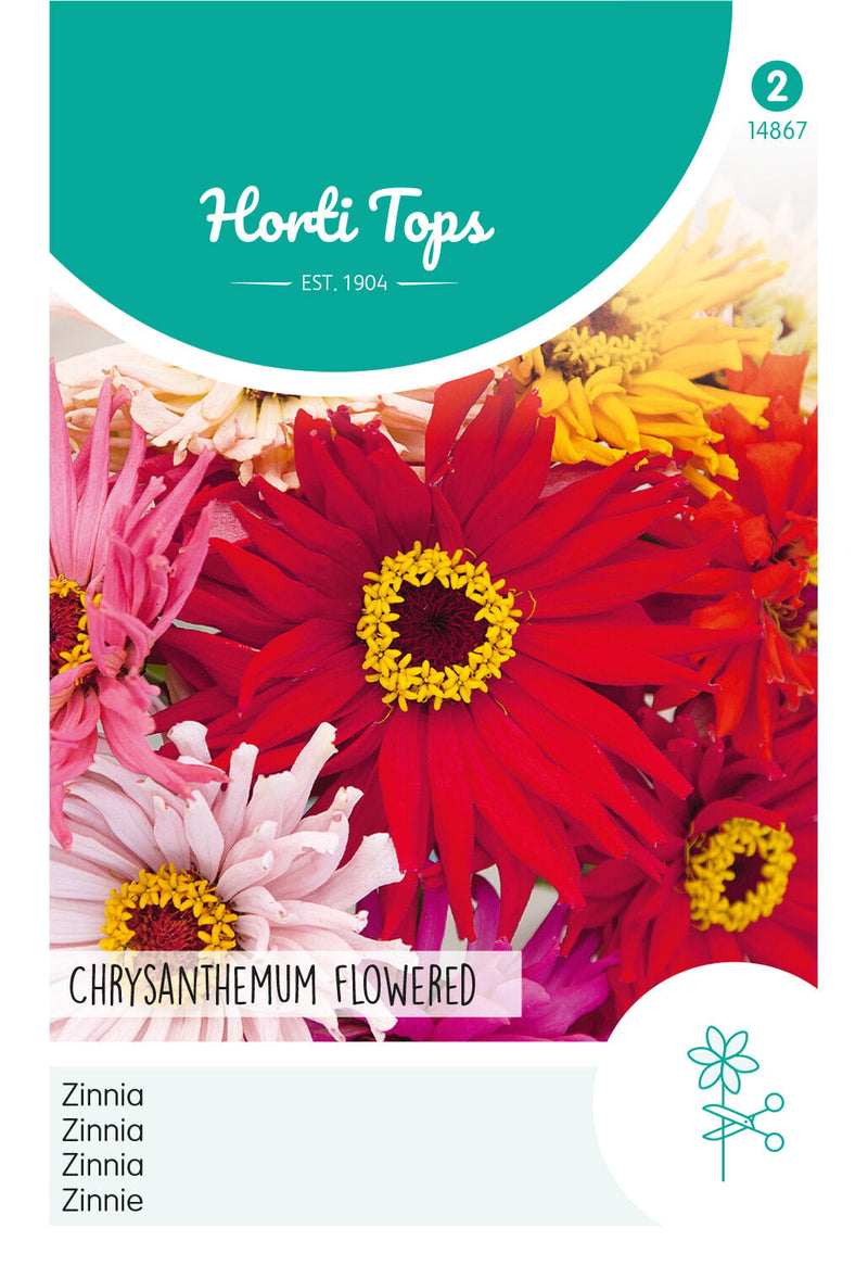 Zinnia - Chrysanthemum Flowered - 1,5g