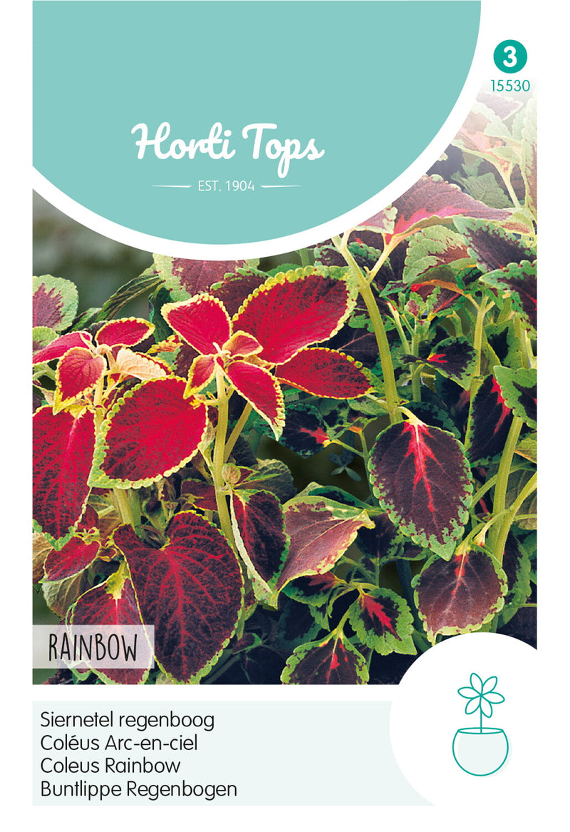 Coleus Rainbow - 0,2g