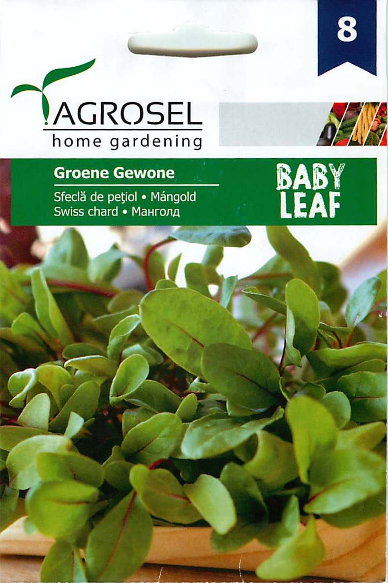 Mángold - Baby Leaf - Groene Gewone - 4g