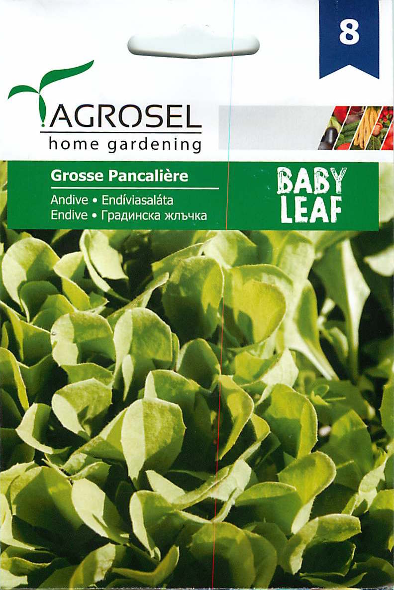 Endíviasaláta - Baby Leaf - Grosse Pancaliere - 2,5g